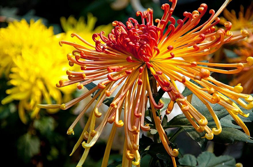 描写秋天的段落名家名篇,名家描写秋天的句子