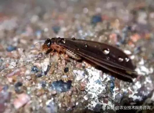 柑橘虫害高清图谱及防治方法,柑橘虫害物理消灭