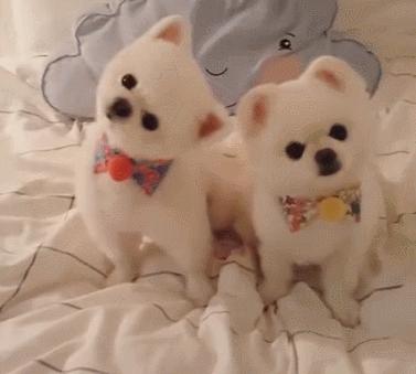 三种人不能养博美犬,养狗别养太聪明