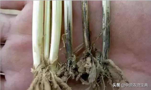 小麦发黄死苗用什么药治疗,预防小麦越冬死苗的措施包括哪些