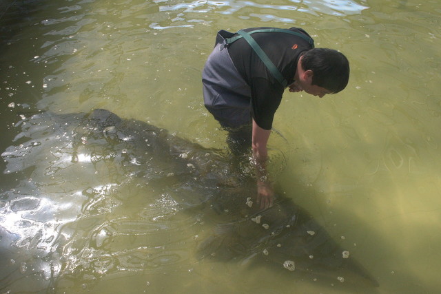 最大的鳇鱼多少斤,目前发现最大鳇鱼