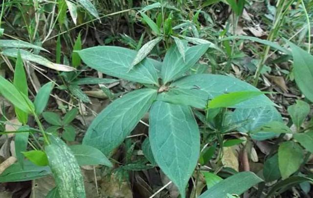 最近竹林发现的野草,竹林里常见的野草