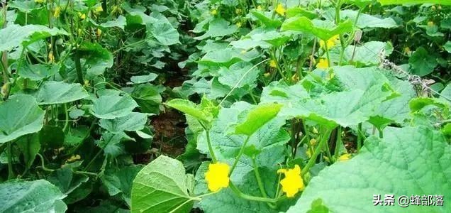 温棚里的蜂不出巢咋办,温棚蜜蜂