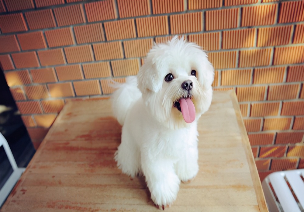 幼犬狗狗挑食最佳治疗方法,狗狗严重挑食解决办法