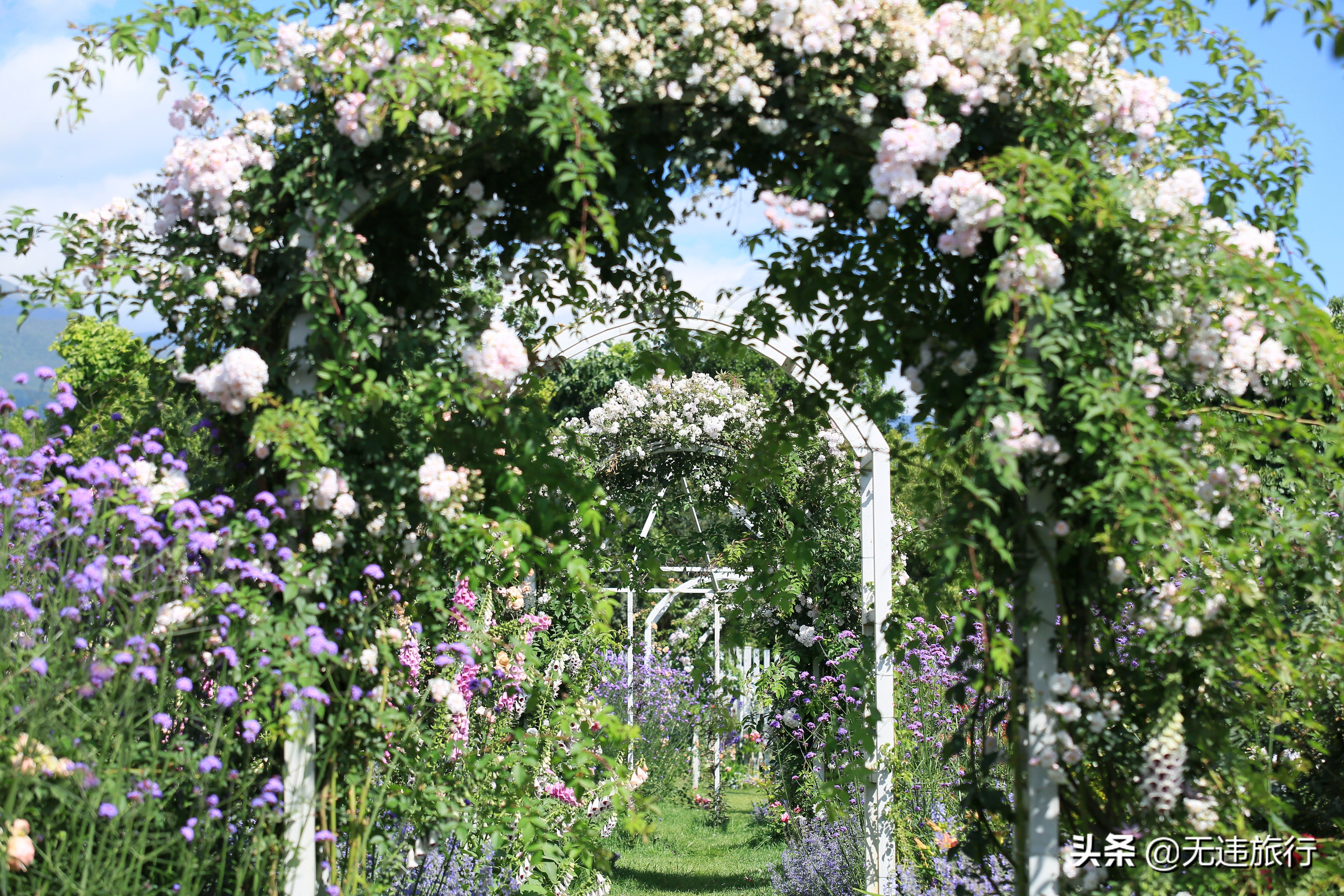 大理网红打卡地草场,大理网红打卡地猫米花园