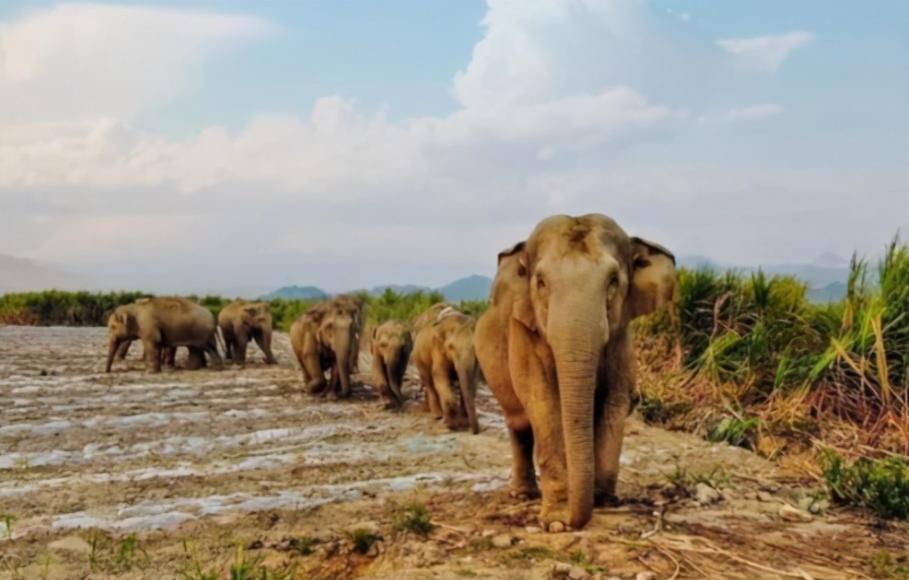 15头大象一路北迁原因,大象迁徙17头为何还剩15头