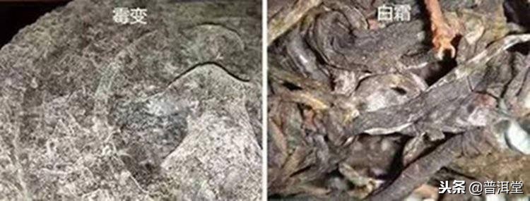 普洱茶表面有点发霉可以喝吗,熟普洱茶饼发霉还能喝吗