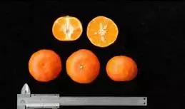 柑橘新优优缺点,设施柑橘新品种优缺点