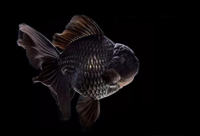 金鱼鉴赏分为三个方面,有关金鱼的种类资料大全