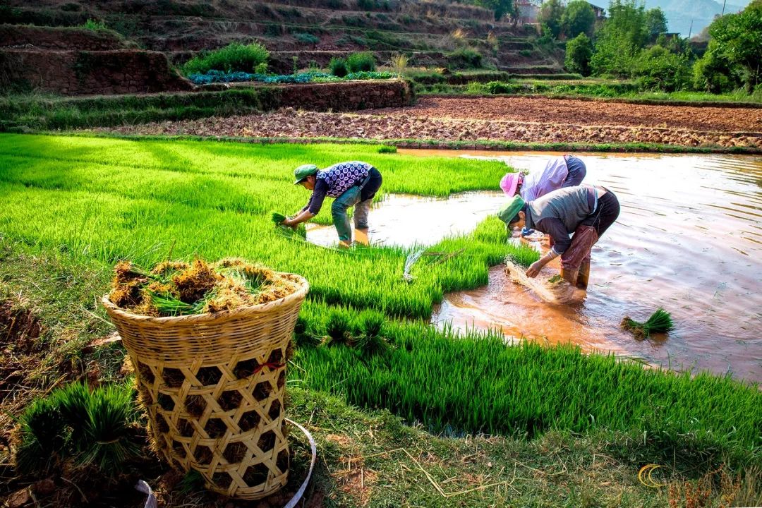 天台李子柒,大爷大妈们活的多么潇洒