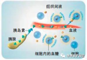 猫咪挑食饿一天,猫咪严重挑食可以饿它几天吗