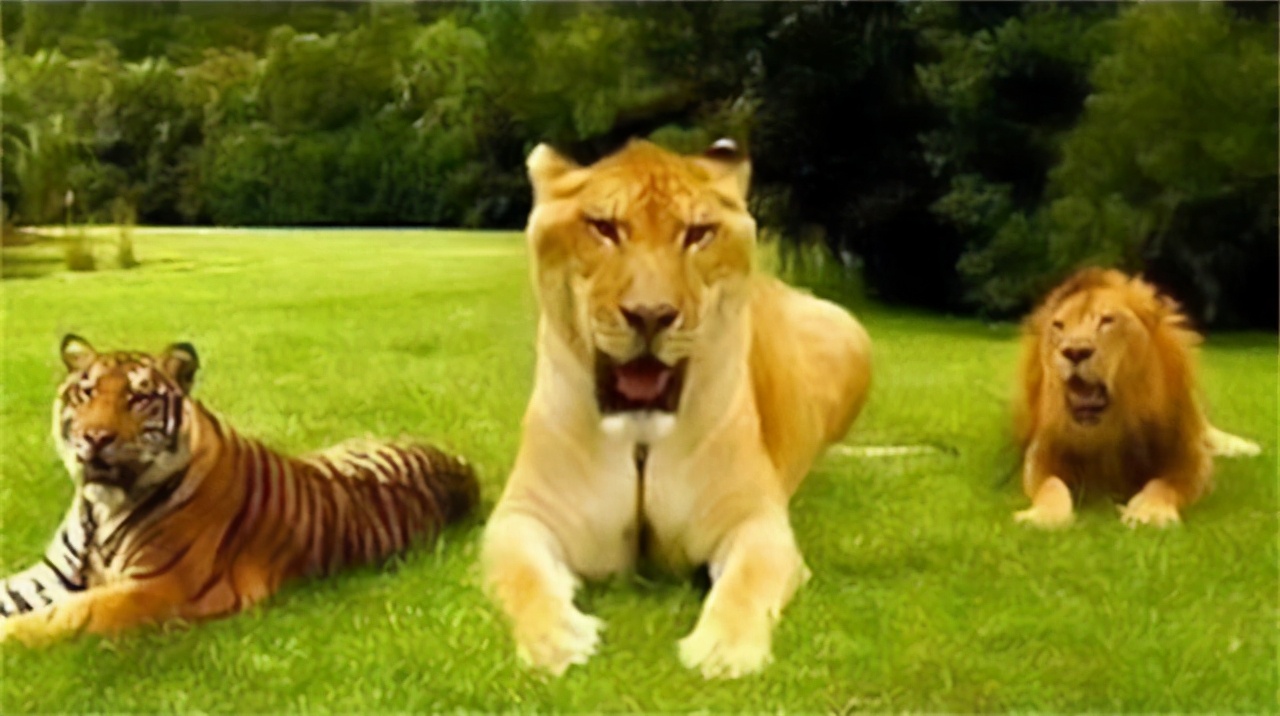 狮子和老虎的新物种,老虎和狮子杂交出来的动物是什么