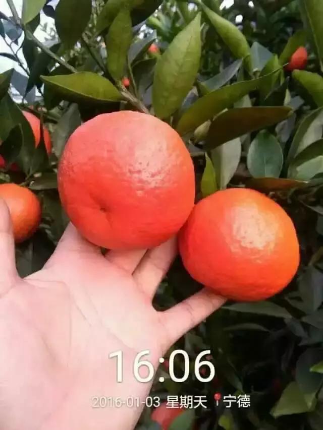 贡柑柑橘,柑橘沃柑和脐橙的区别