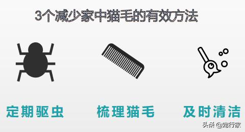 猫掉毛期怎么减少掉毛,有人说猫掉毛该怎么反驳