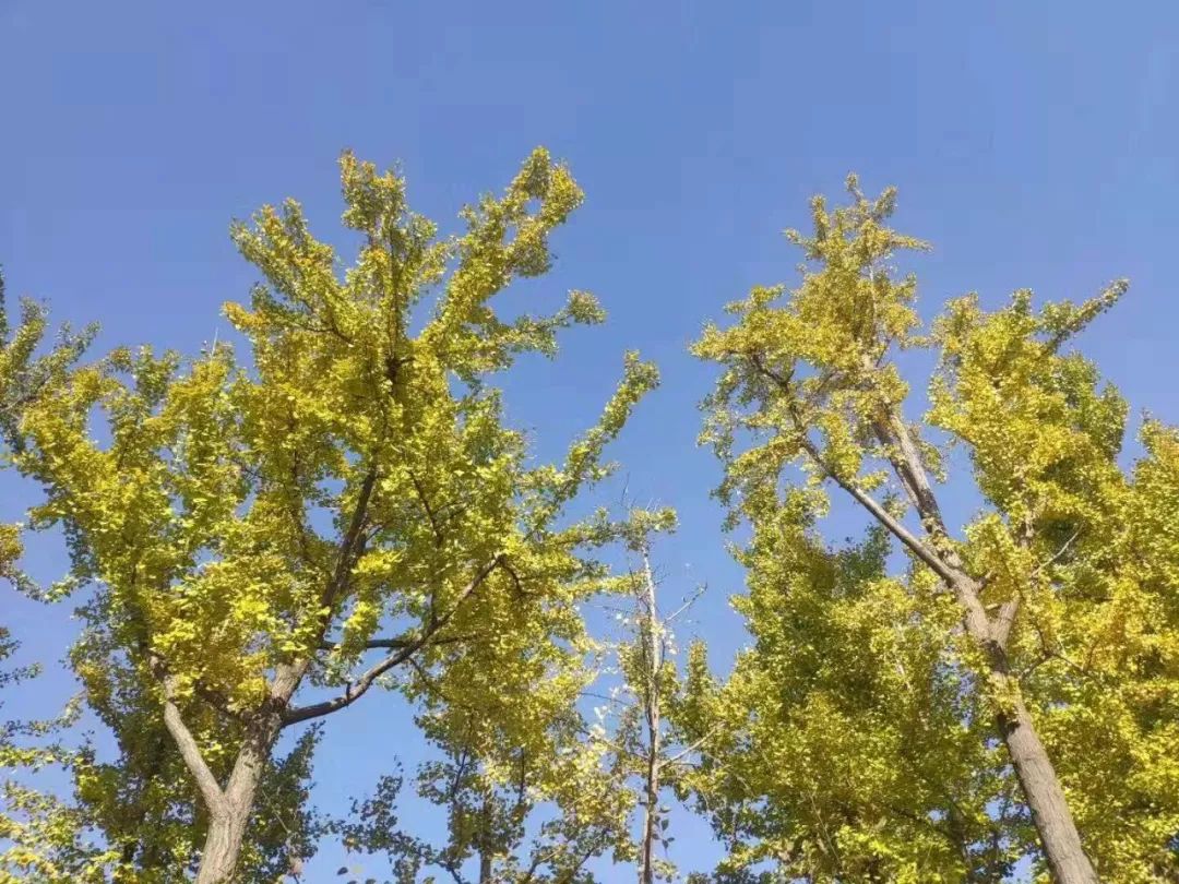 上海银杏叶打卡的地方,上海周边哪里有银杏叶