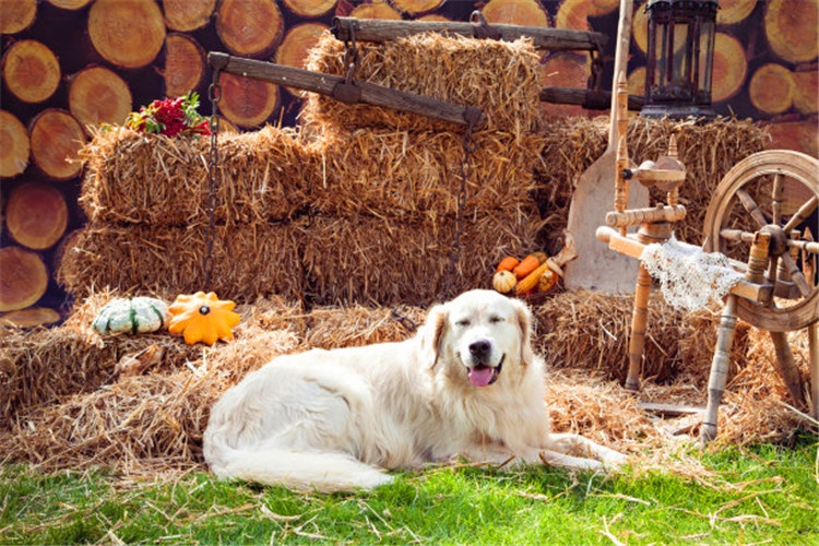 100个农村小型办厂项目,农村办厂投资项目有哪些