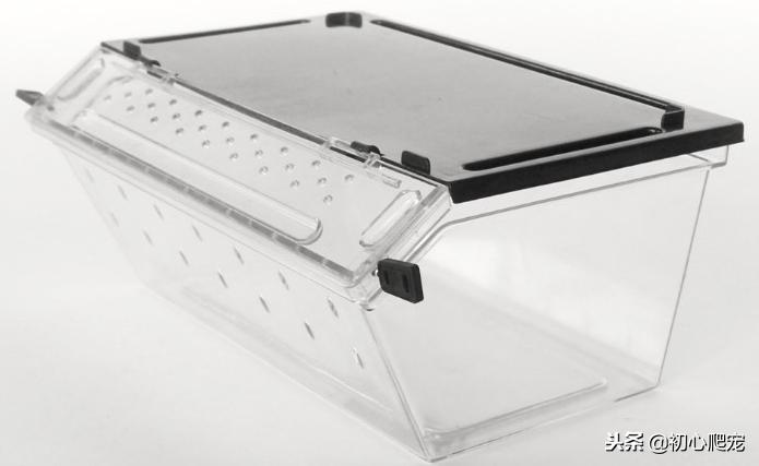 好用的豹纹守宫上手攻略,新手养豹纹守宫还是肥尾守宫