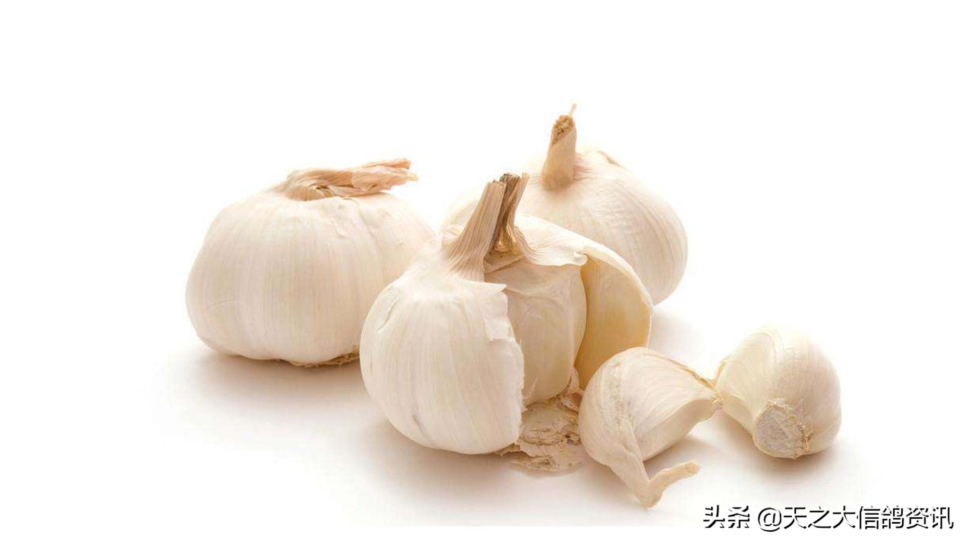 如何治理鸽虱,怎样快速安全祛除鸽虱子