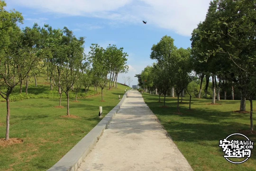 庐阳老城内藏着一处最大的综合性森林公园，人少景美，关键还免费