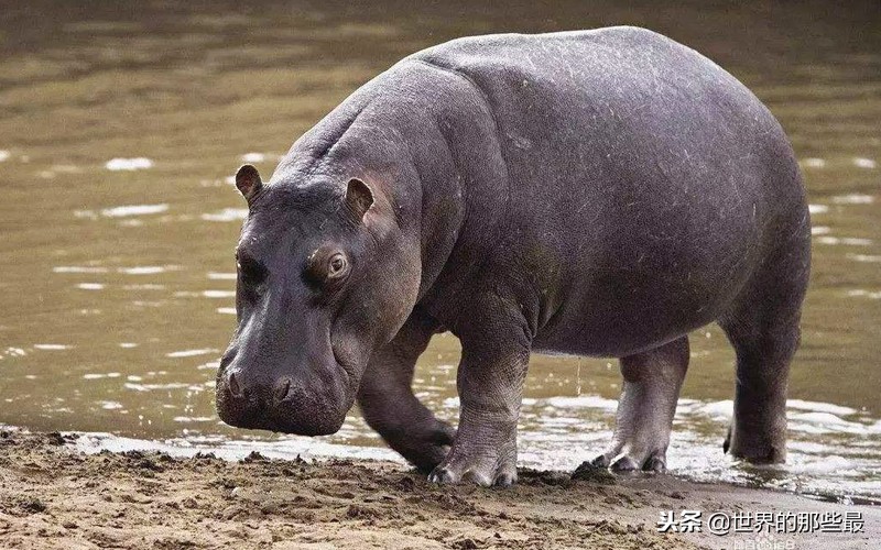 非洲河马的攻击力有多强？三头狮子都不是它的对手？