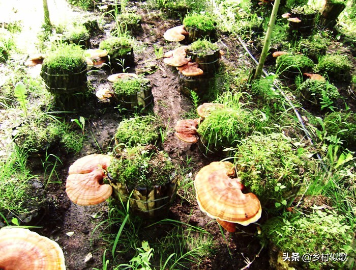 广西灵芝人工种植基地,种植灵芝赚钱吗