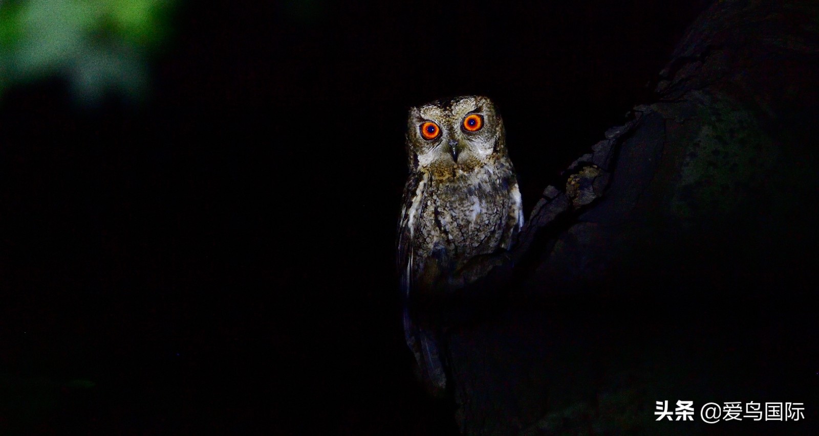 鸟类最好看的照片,100张绝美鸟类图片