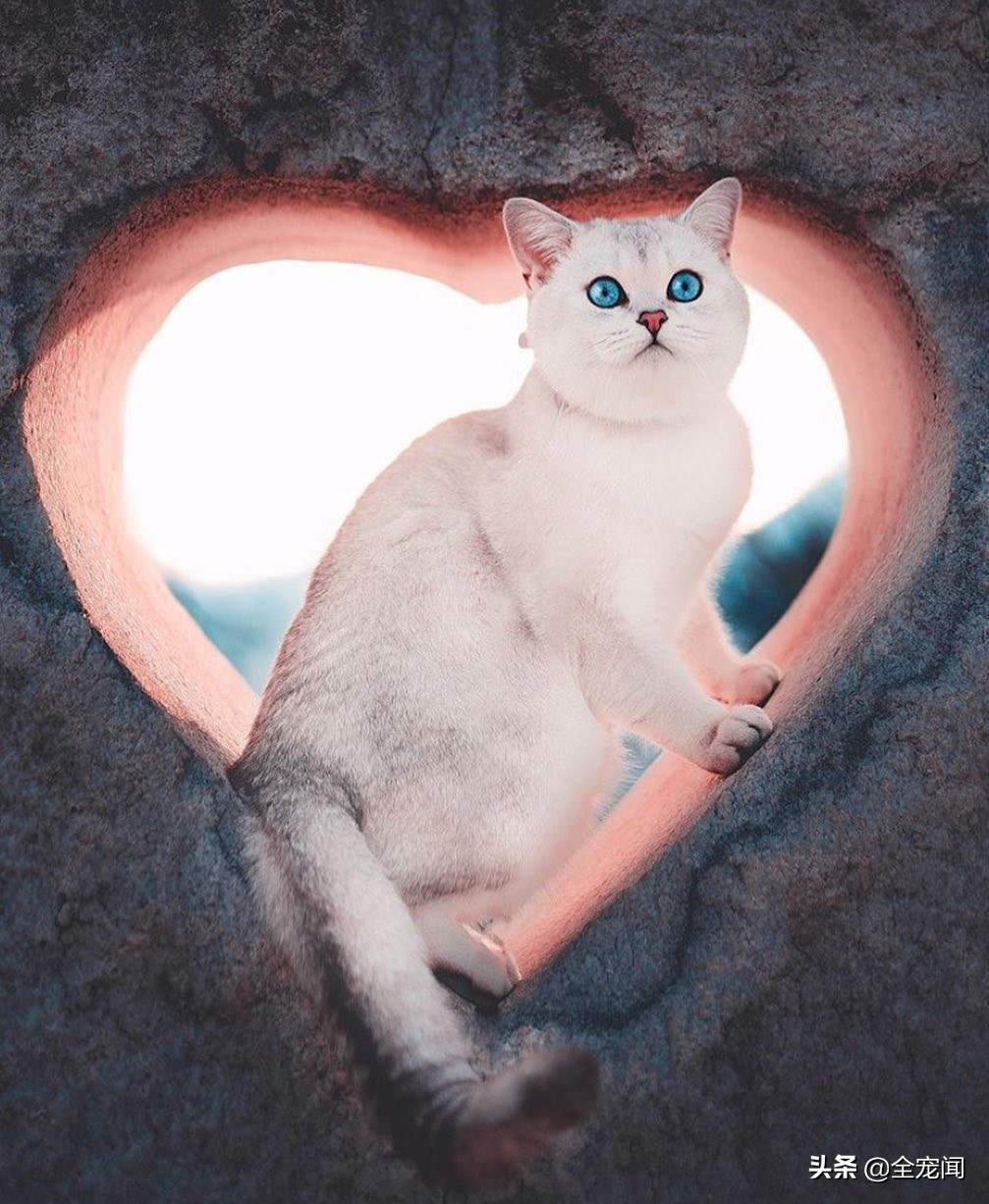 无豆类进口猫粮,原装进口无谷全价猫粮