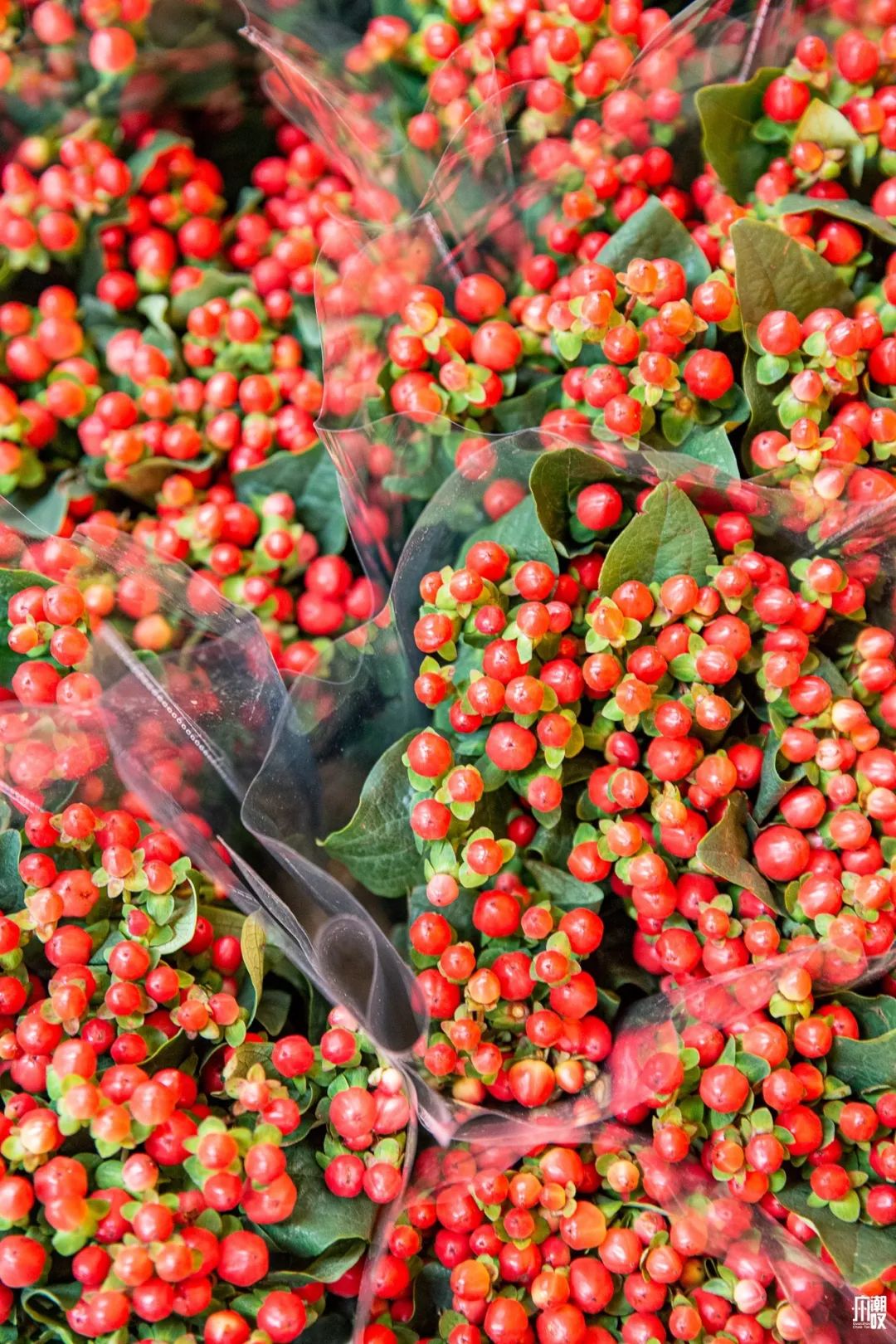 广州最便宜的花卉市场1块钱,广州岭南花卉市场买花攻略