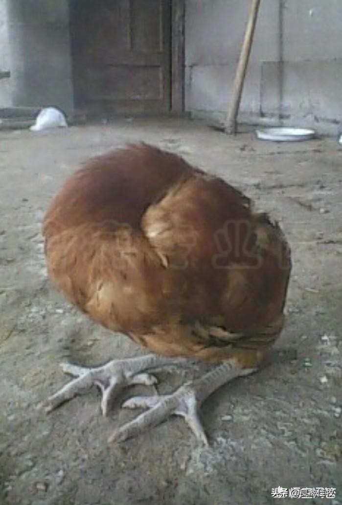 鸡马立克病症状和治疗,鸡马立克氏病讲解