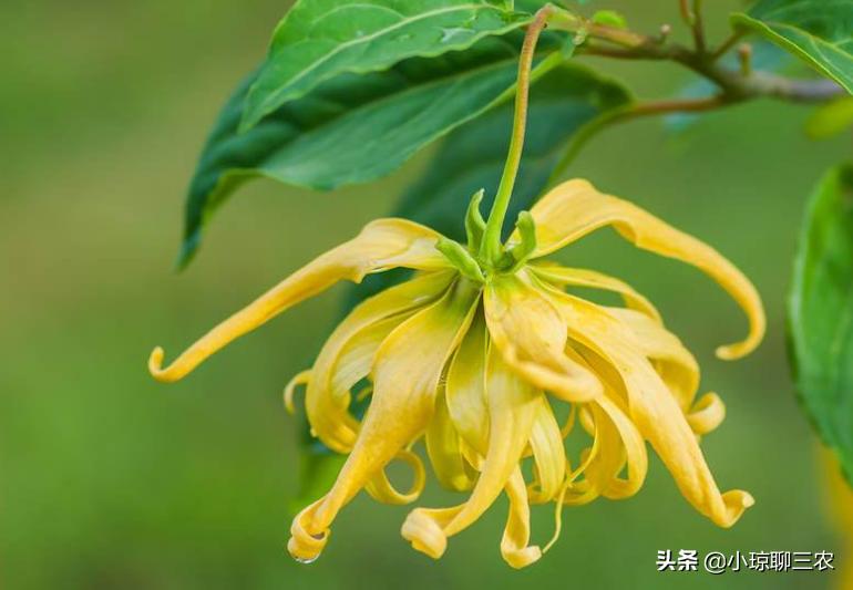 小琼聊三农:香水原产料,与您分享依兰花的种植小技巧及管理方法