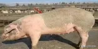 养猪实用技术——高产母猪的身体特征(图解)