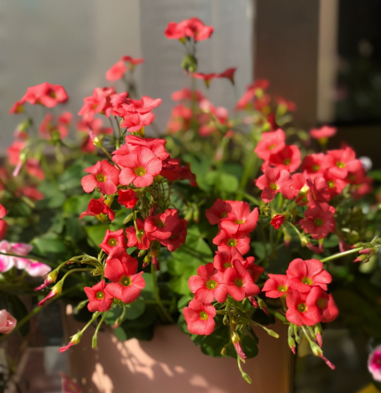 养花的小技巧大全视频,养花知识大全和小技巧