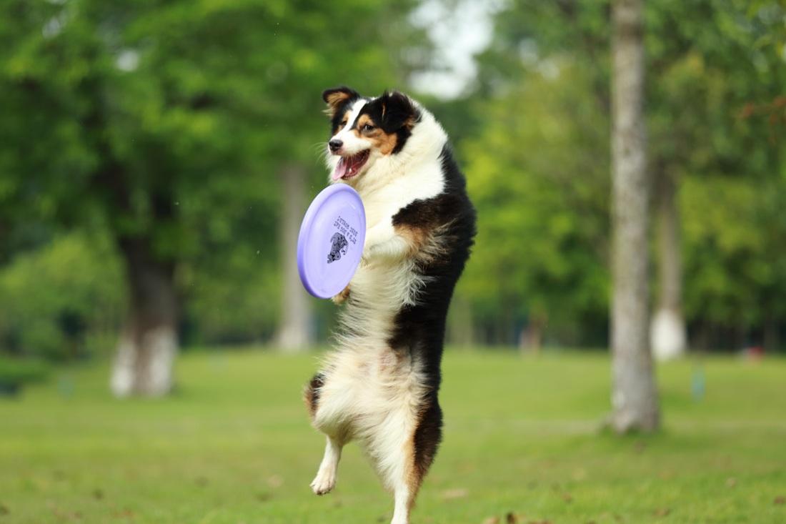 如何了解狗狗吃多少,狗狗可以吃碳水化合物吗