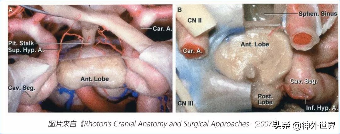 鞍区解剖学习笔记之——垂体