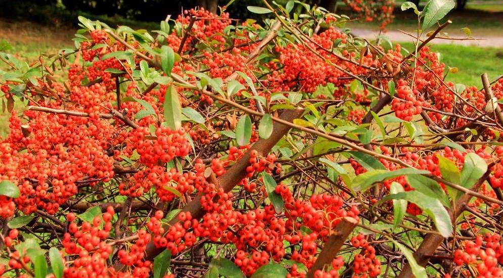 刚挖的火棘种植方法,火棘果实可以种植吗