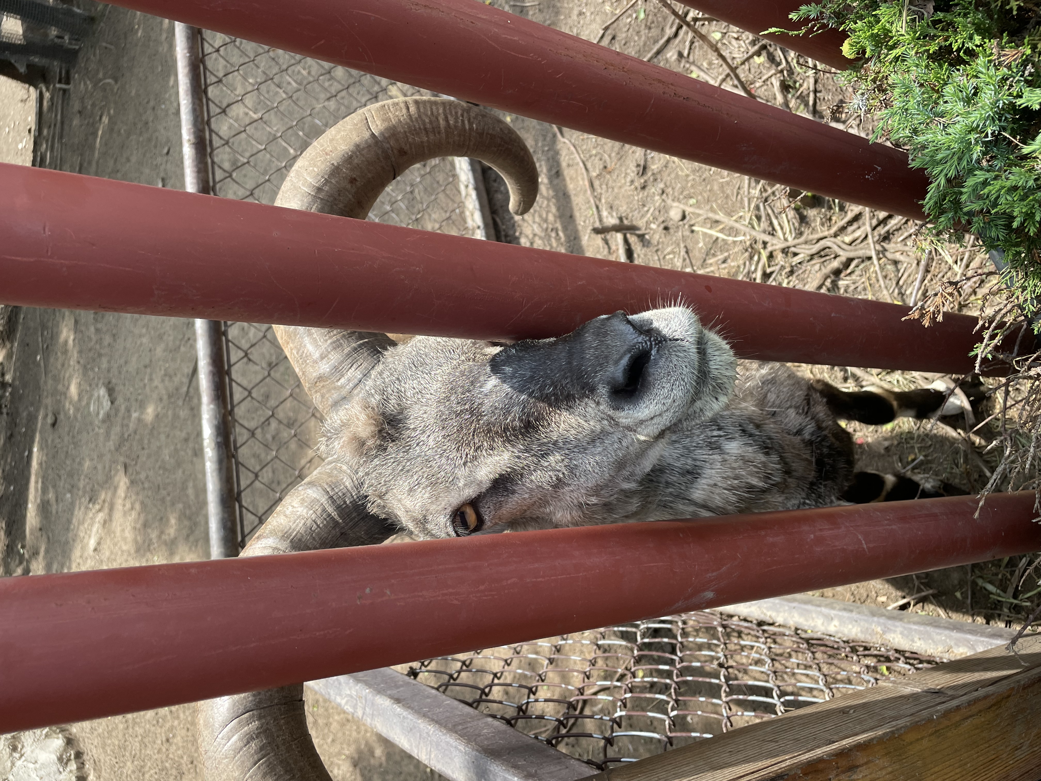 沈阳森林动物园春游,五一小长假去沈阳森林动物园游玩
