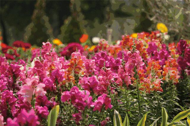 今年春节在汕头怎么玩！家门口的游玩攻略！盘它！