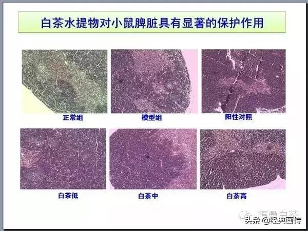 刘仲华白茶功效,刘仲华谈福鼎白茶