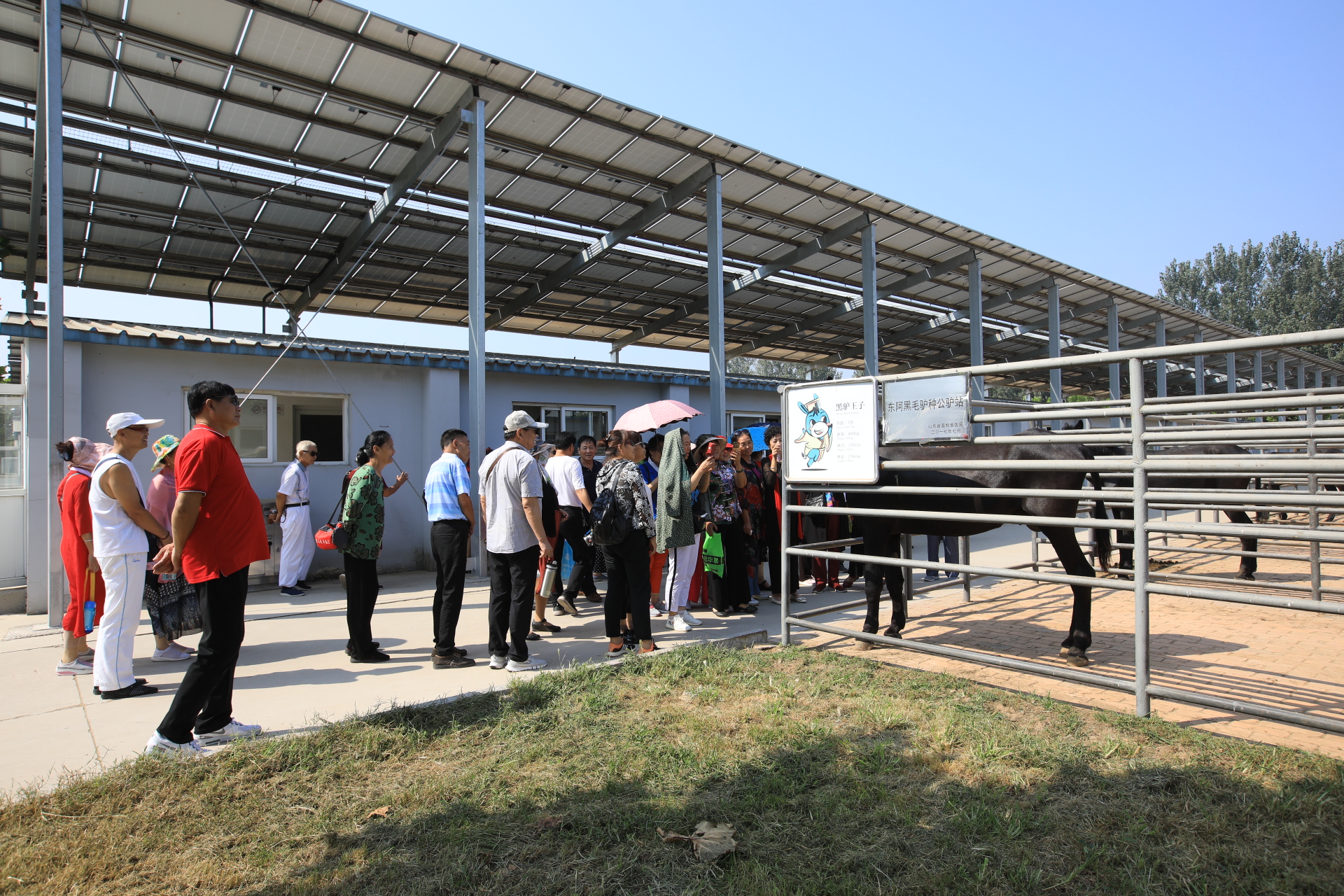 东阿县毛驴养殖基地,黑毛驴养殖基地