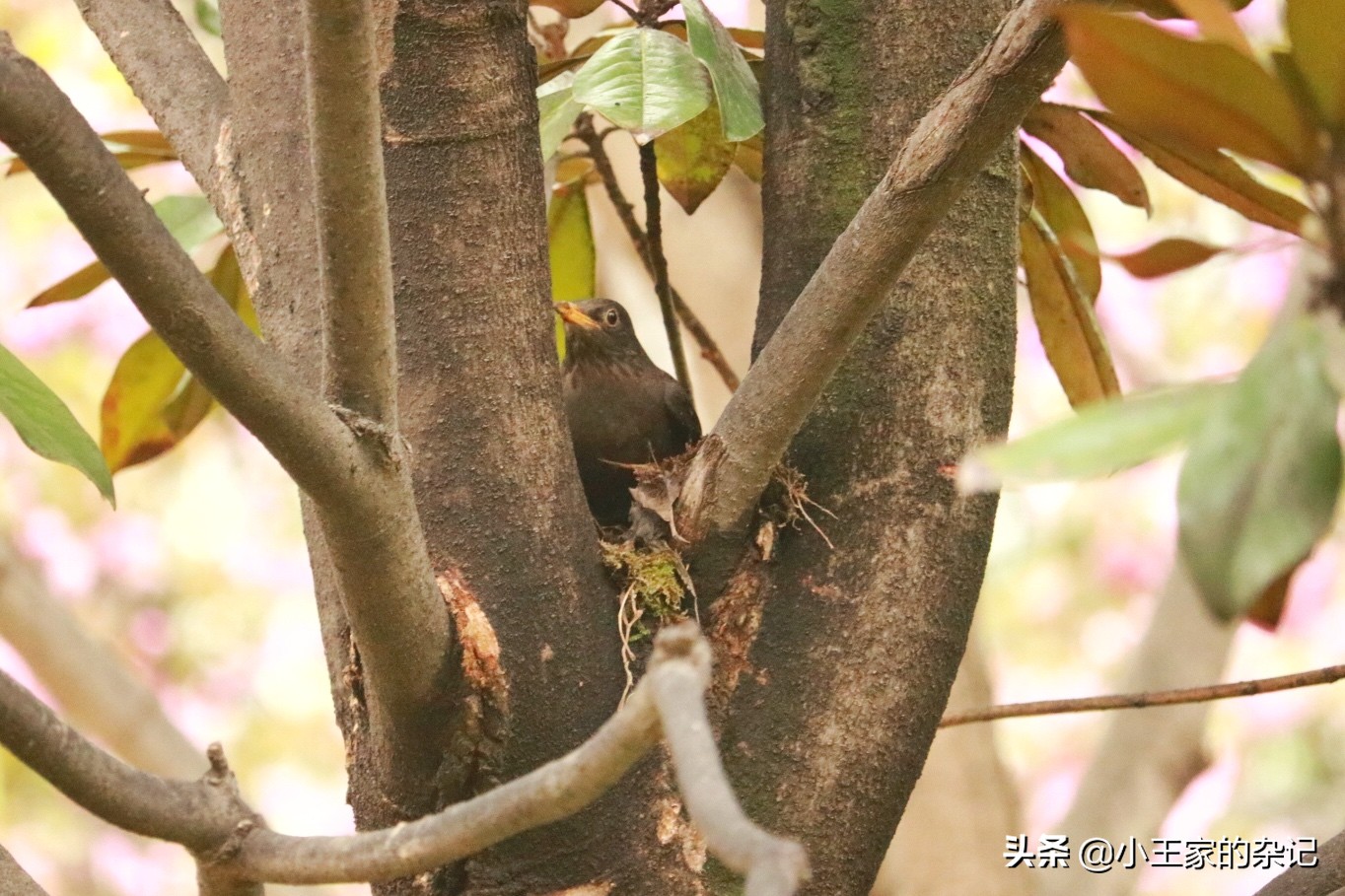 国际爱鸟日天桥岭,国际爱鸟日