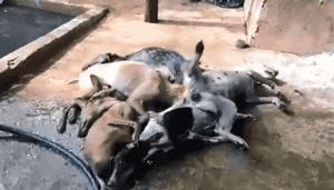 狗贩给狗狗灌水,狗贩给狗灌水