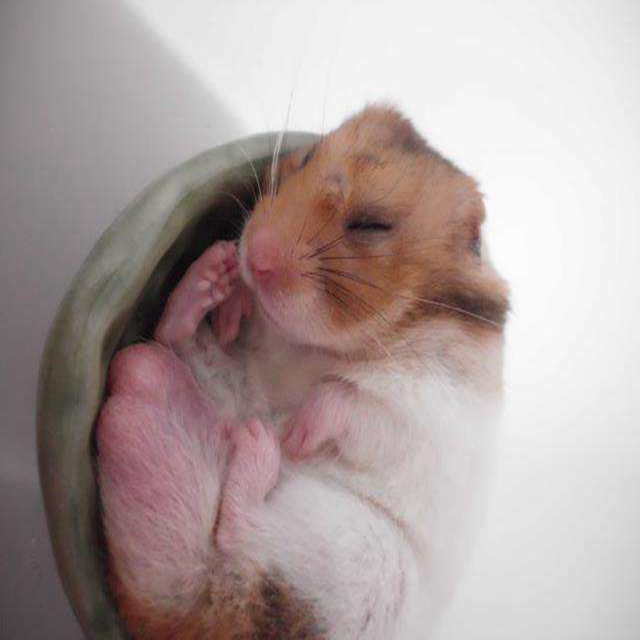 仓鼠怎么养才能防止冬眠,仓鼠怎么养才不会冬眠