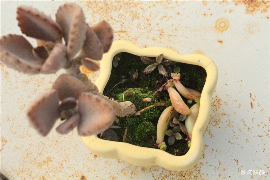 多肉青苔铺面,多肉各种铺面