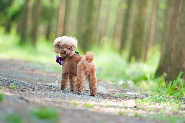 贵宾犬不吃饭是怎么回事？主人要知道贵宾犬不吃饭，可能是这原因