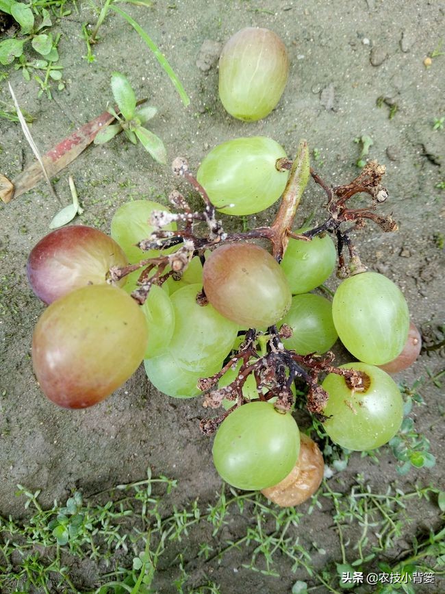 葡萄的穗轴褐枯病是怎样的,葡萄溃疡病后果
