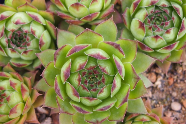 观音莲的叶子发软怎么回事,观音莲叶子蔫了怎么补救