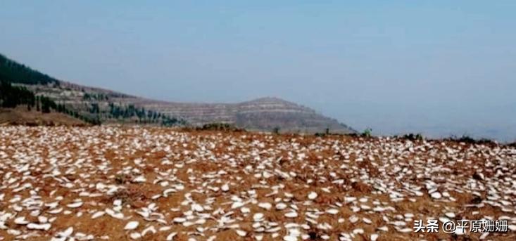 朋友，你对以前农村的庄稼把式，还熟悉多少？