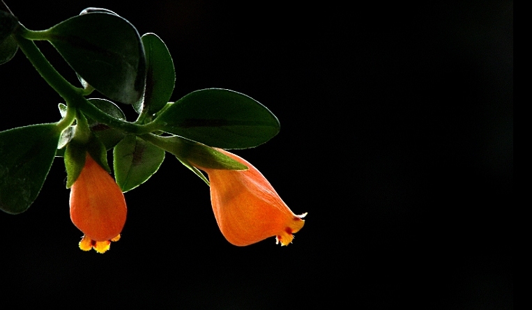 相似动物的花有哪些,稀奇古怪的动物花图片