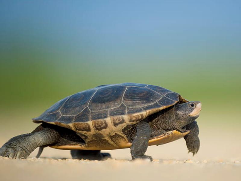 家里乌龟生蛋了怎么处理,一只乌龟生的蛋能孵化出小乌龟吗