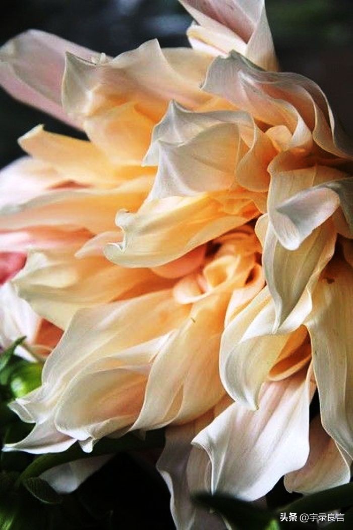 适合成年人黑色的幽默段子,最新的黑色幽默的段子